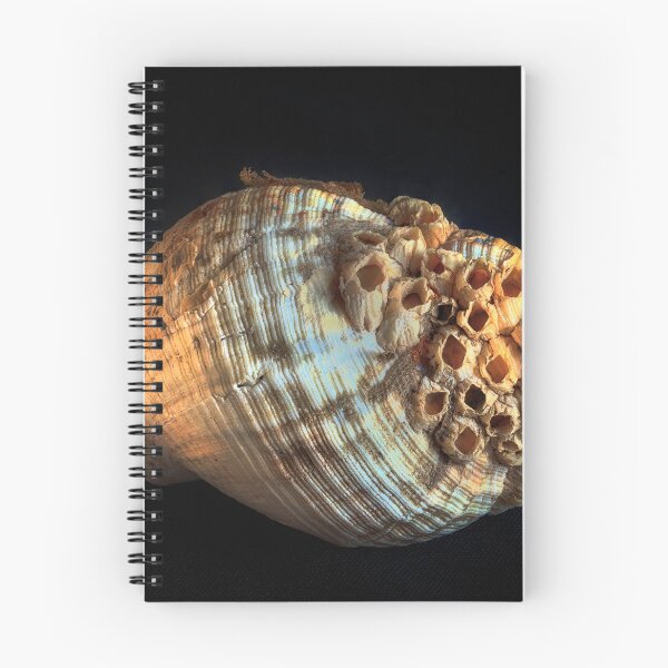 Item preview, Common whelk and barnacles designed and sold by Leighton Collins.