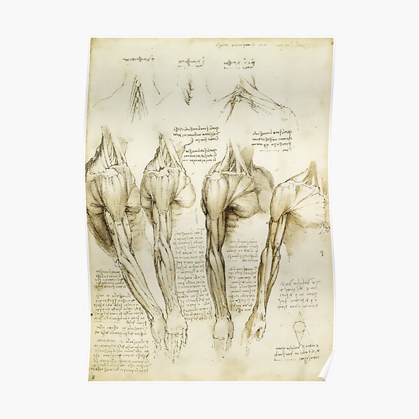 Da Vinci Medical Print - Medical Decor Poster