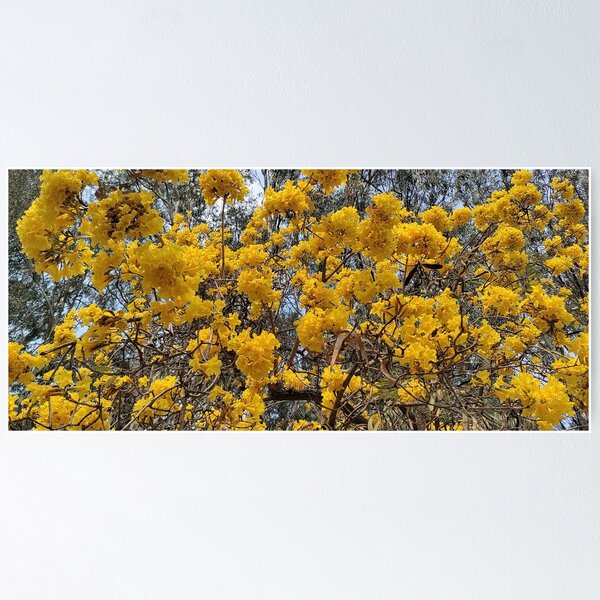 Item preview, yellow flowers on a tree in summer designed and sold by rareravings.