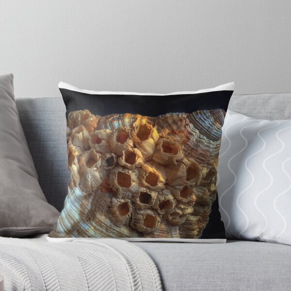 Item preview, Common whelk and barnacles designed and sold by Leighton Collins.