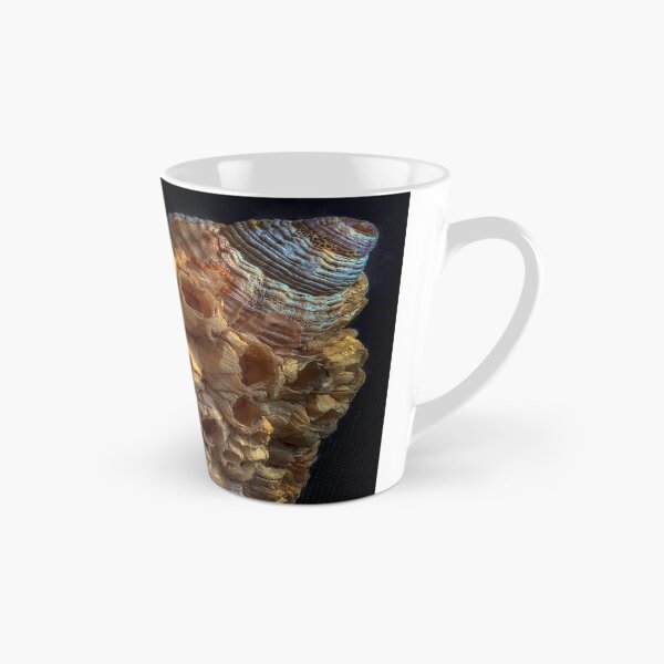 Item preview, Common whelk and barnacles designed and sold by Leighton Collins.
