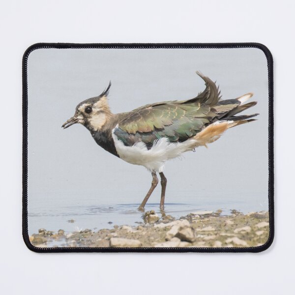 Item preview, Northern Lapwing designed and sold by LaurenTucker.