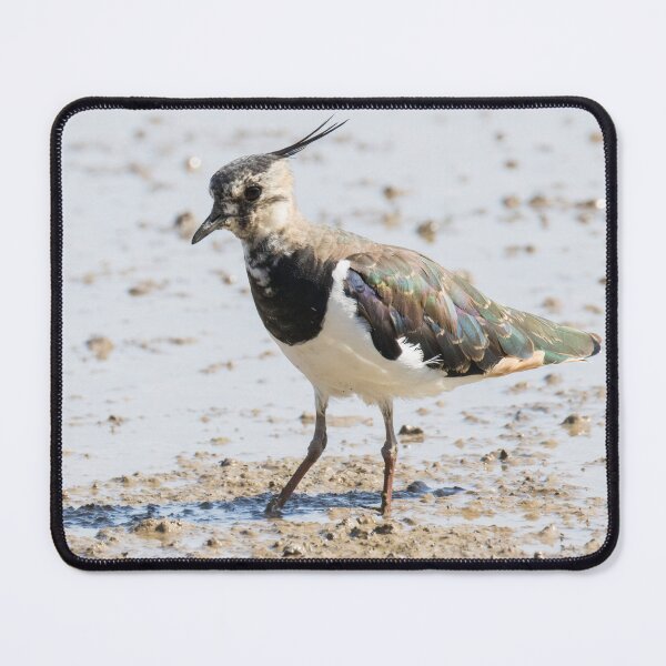 Item preview, Northern Lapwing designed and sold by LaurenTucker.