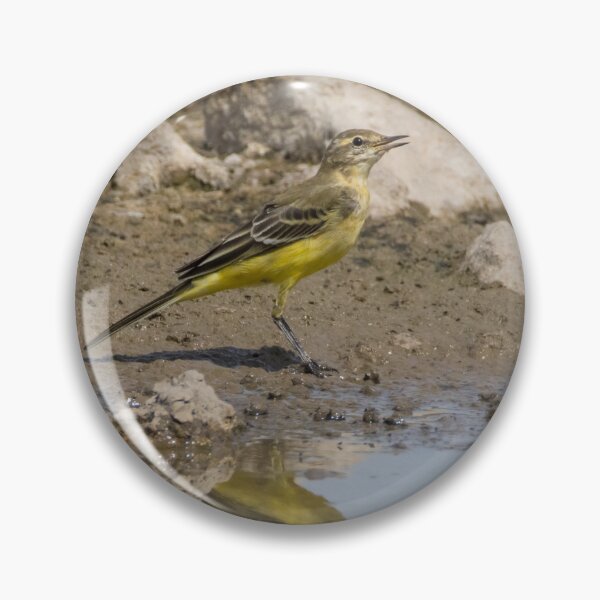 Item preview, Western Yellow Wagtail designed and sold by LaurenTucker.