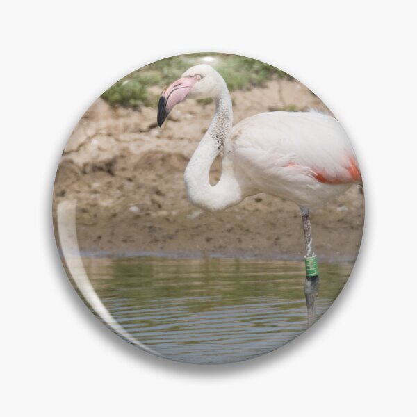 Item preview, Greater Flamingo designed and sold by LaurenTucker.