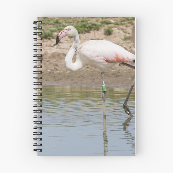 Item preview, Greater Flamingo designed and sold by LaurenTucker.