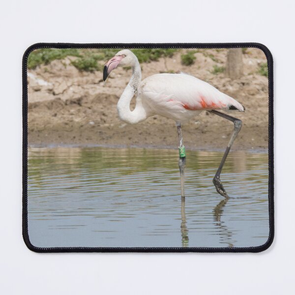 Item preview, Greater Flamingo designed and sold by LaurenTucker.