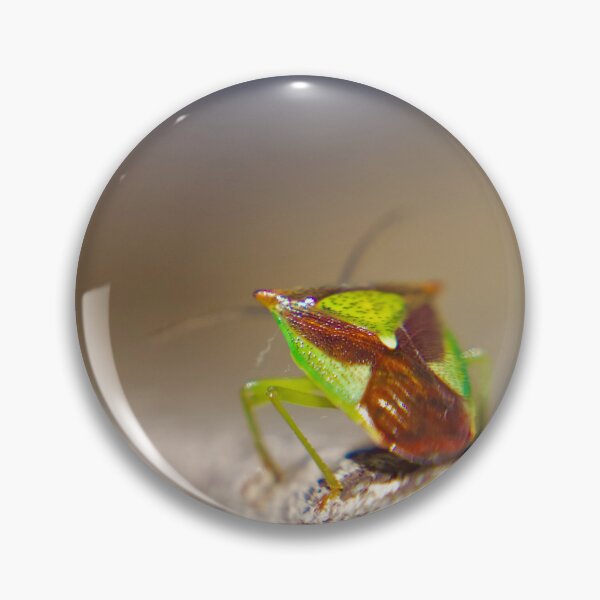 Item preview, Hawthorn shield bug designed and sold by Kerrie-Ann Ellison.