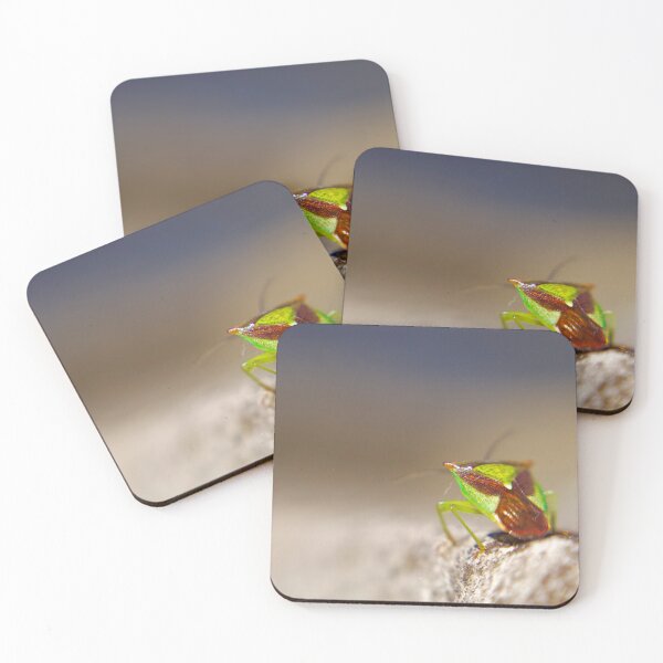Item preview, Hawthorn shield bug designed and sold by Kerrie-Ann Ellison.