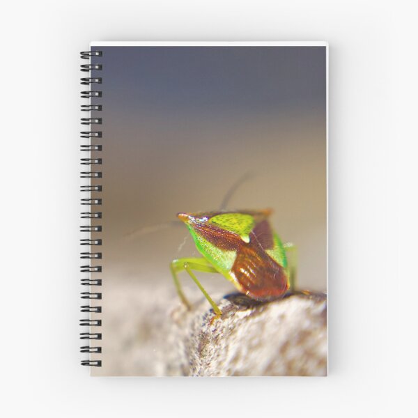 Item preview, Hawthorn shield bug designed and sold by Kerrie-Ann Ellison.