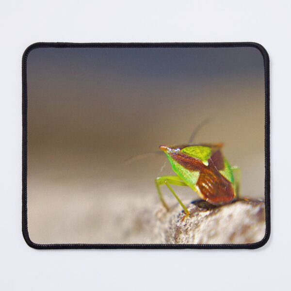 Item preview, Hawthorn shield bug designed and sold by Kerrie-Ann Ellison.