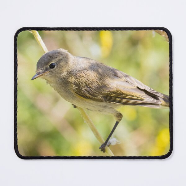 Item preview, Common Chiffchaff designed and sold by LaurenTucker.