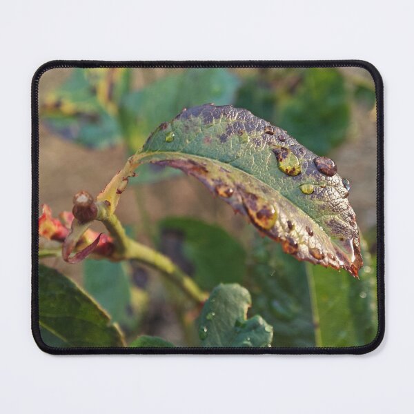 Item preview, Raindrops on a Leaf designed and sold by BornToBeWyld.