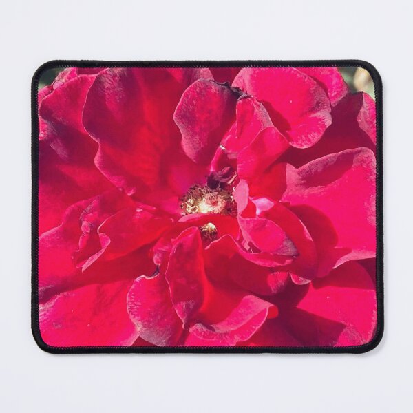 Item preview, Deep Velvet Crimson Red Rose Bloom Close Up designed and sold by BalkanBloom.