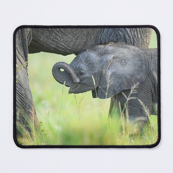 Item preview, The Tender Beginning: Elephant Calf Protective Embrace designed and sold by OlaniPictures.