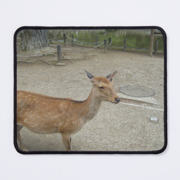 Item preview, Nara Park Sika Deer Wildlife Photography Art Print designed and sold by KaleChub.