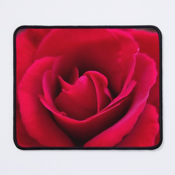 Item preview, Vivid Red Pink Rose Showing Her Beauty Outside designed and sold by vtspatial.