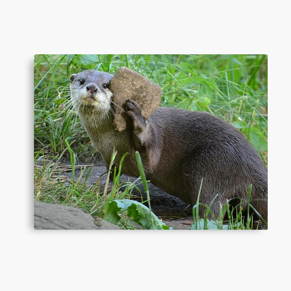 Otter Phone Canvas Print