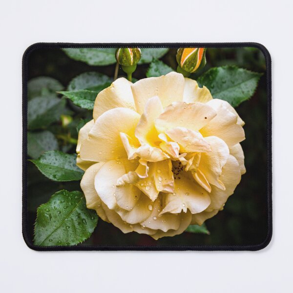 Item preview, Beautiful Garden Rose designed and sold by hermosaman.