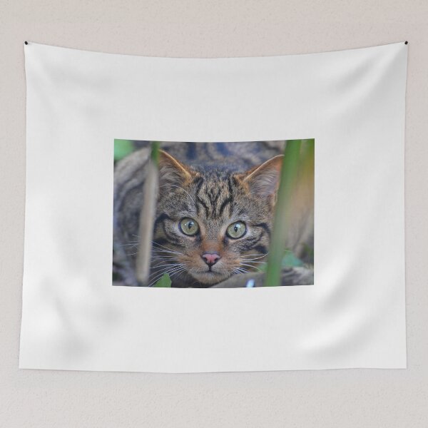 Item preview, Scottish Wildcat Stare designed and sold by Neil MacNeill.
