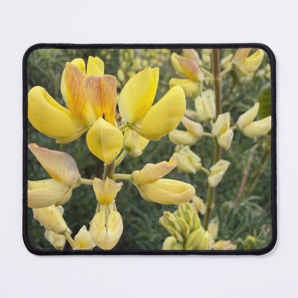 Item preview, Golden Lupin Joy designed and sold by Betsy Phillips.