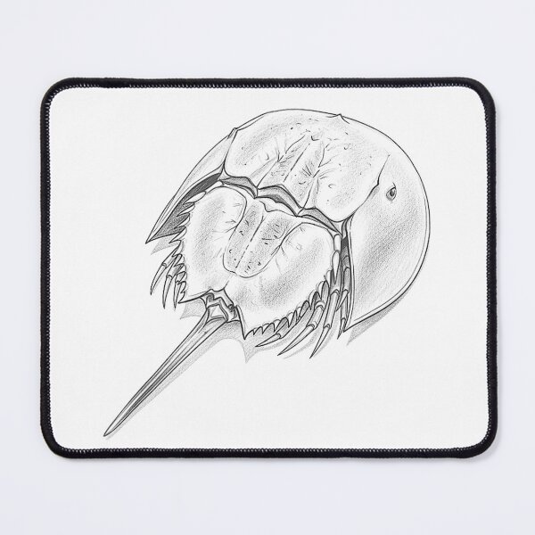 Item preview, Horseshoe Crab Drawing designed and sold by goombi-creative.
