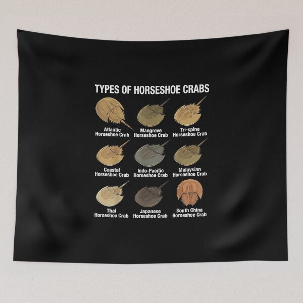 Item preview, Horseshoe Crab Types designed and sold by goombi-creative.