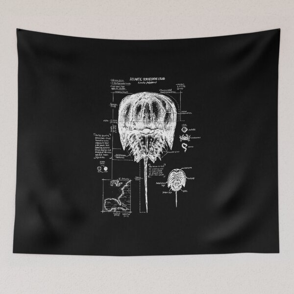 Item preview, Horseshoe Crab Biology designed and sold by goombi-creative.