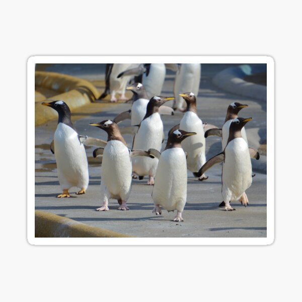 Item preview, March of the Gentoo designed and sold by Neil MacNeill.