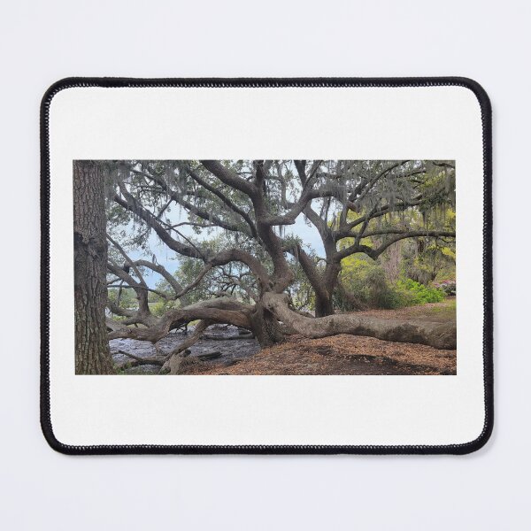 Item preview, Ancient Live Oak Covered in Spanish Moss designed and sold by TDLimited.