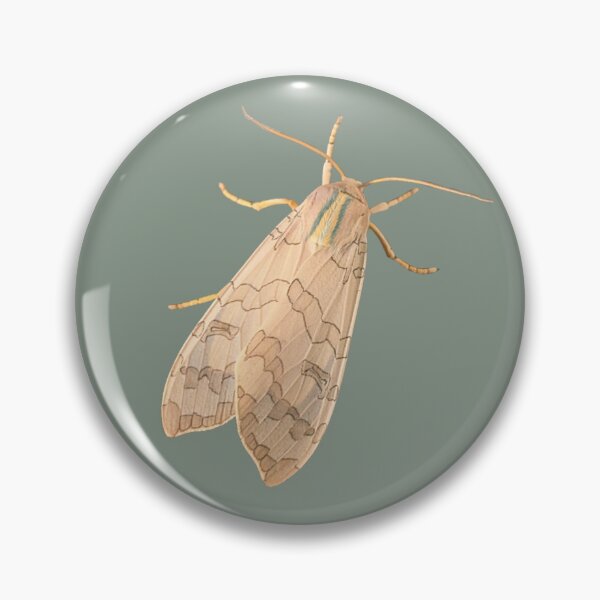 Item preview, Banded Tussock Moth designed and sold by chloeifulgham.
