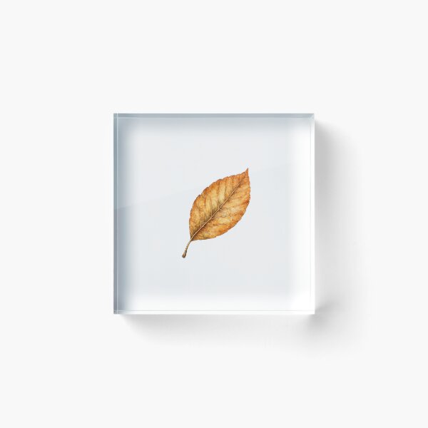 Item preview, Autumn Beech Leaf Clipart | Watercolor Botanical Leaf | Autumn Botanical Art designed and sold by Nolmo.