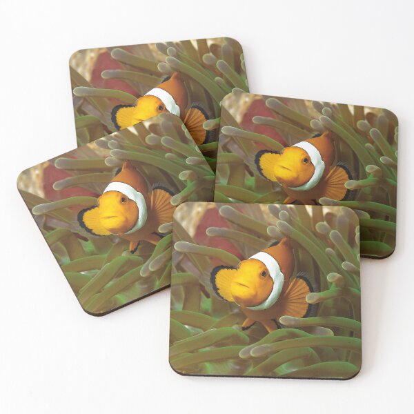 Item preview, Curious Clownfish in Green Anemone * Raja Ampat Photo |  designed and sold by Photo & Design Ute Niemann.