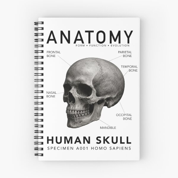 Item preview, ANATOMY | Human Skull Scientific Illustration Graphic designed and sold by CreativeCook.