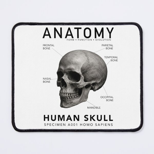 Item preview, ANATOMY | Human Skull Scientific Illustration Graphic designed and sold by CreativeCook.