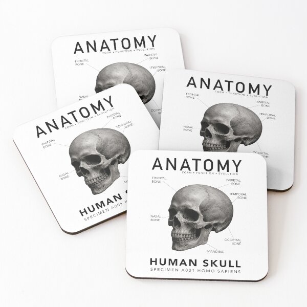 Item preview, ANATOMY | Human Skull Scientific Illustration Graphic designed and sold by CreativeCook.
