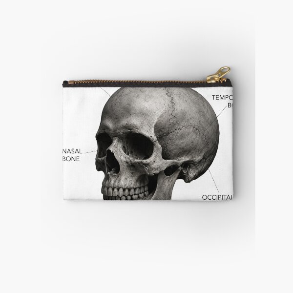 Item preview, ANATOMY | Human Skull Scientific Illustration Graphic designed and sold by CreativeCook.