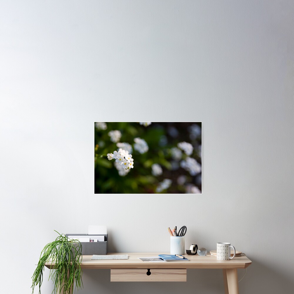 White forget-me-not Poster