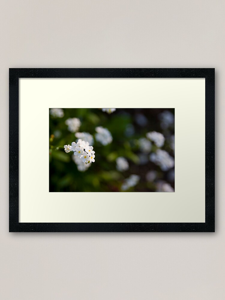 Alternate view of White forget-me-not Framed Art Print