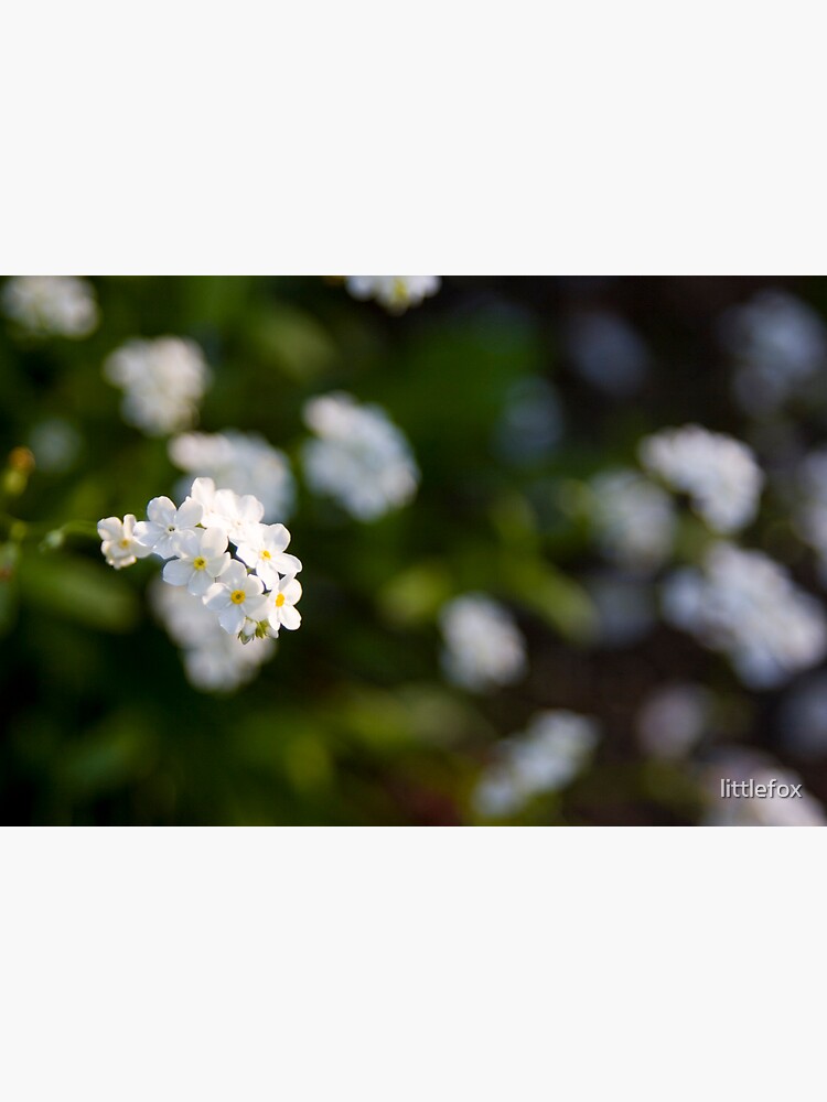 White forget-me-not by littlefox