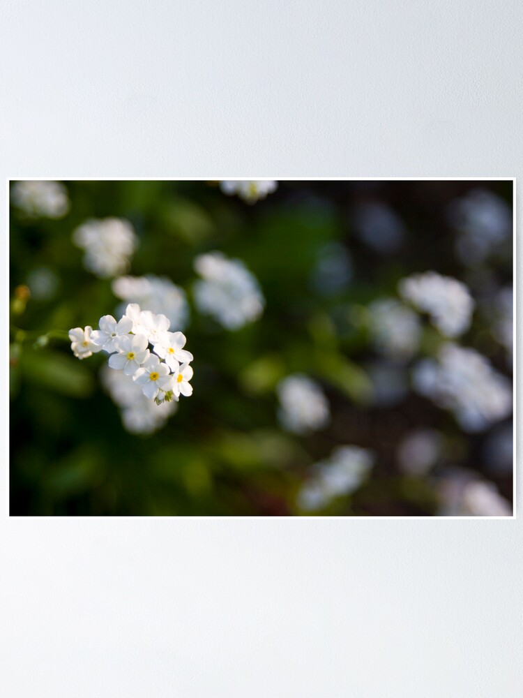 Alternate view of White forget-me-not Poster