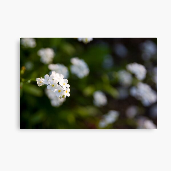 White forget-me-not Canvas Print