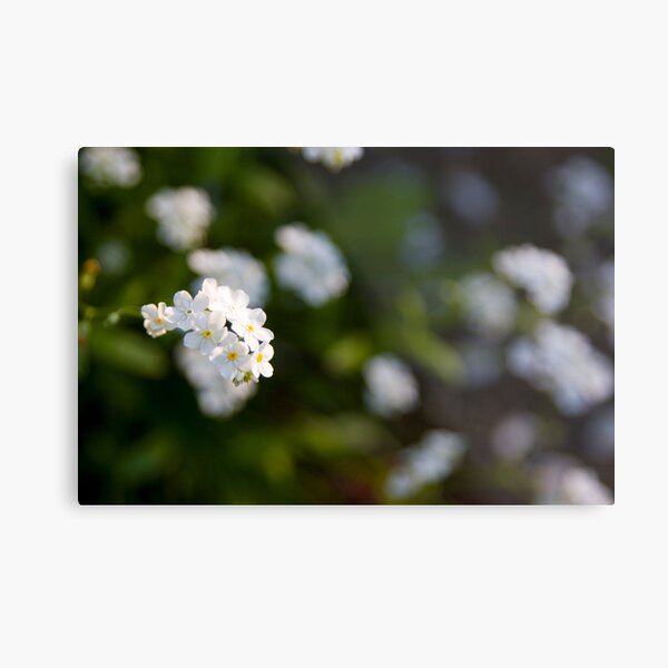 White forget-me-not Metal Print