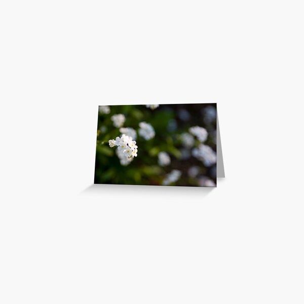 White forget-me-not Greeting Card