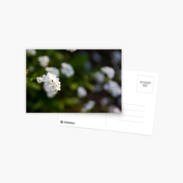 White forget-me-not Postcard