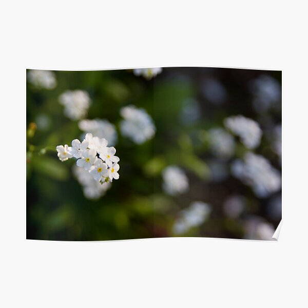 White forget-me-not Poster