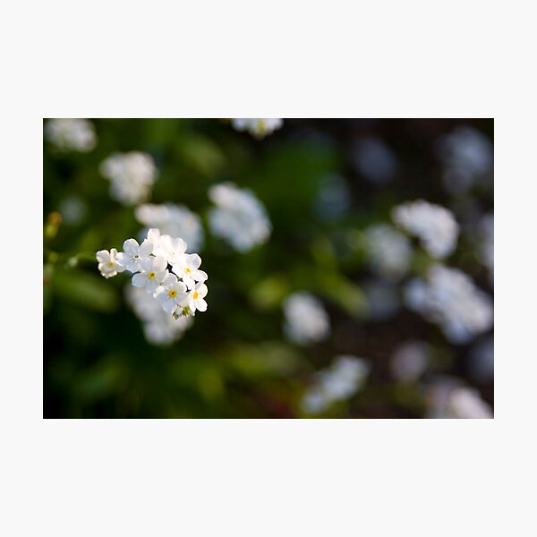 White forget-me-not Photographic Print