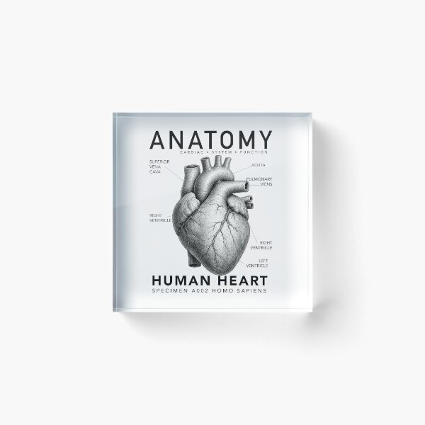 Item preview, ANATOMY | Human Heart Scientific Illustration Graphic designed and sold by CreativeCook.