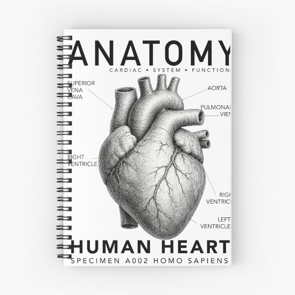 Item preview, ANATOMY | Human Heart Scientific Illustration Graphic designed and sold by CreativeCook.