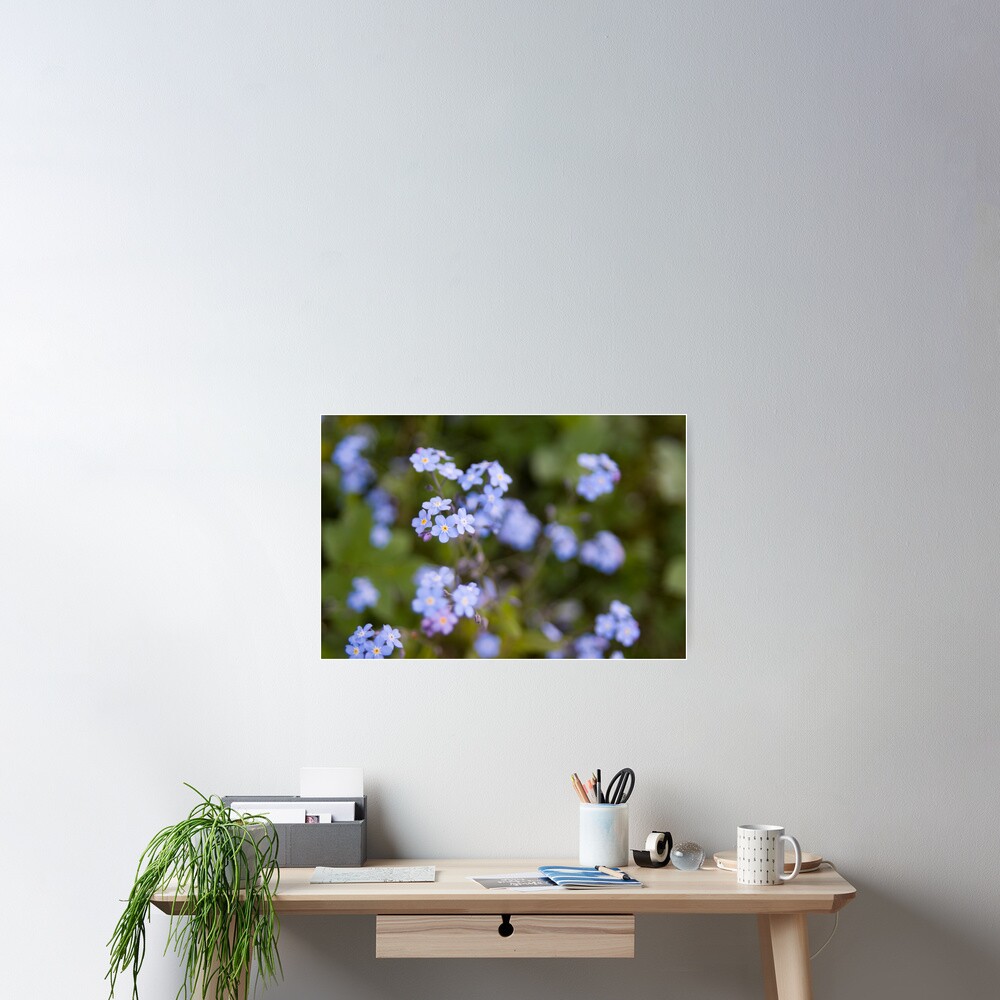 Blue forget-me-not Poster
